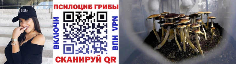 даркнет сайт  Волхов  MEGA как войти  Псилоцибиновые грибы мицелий 